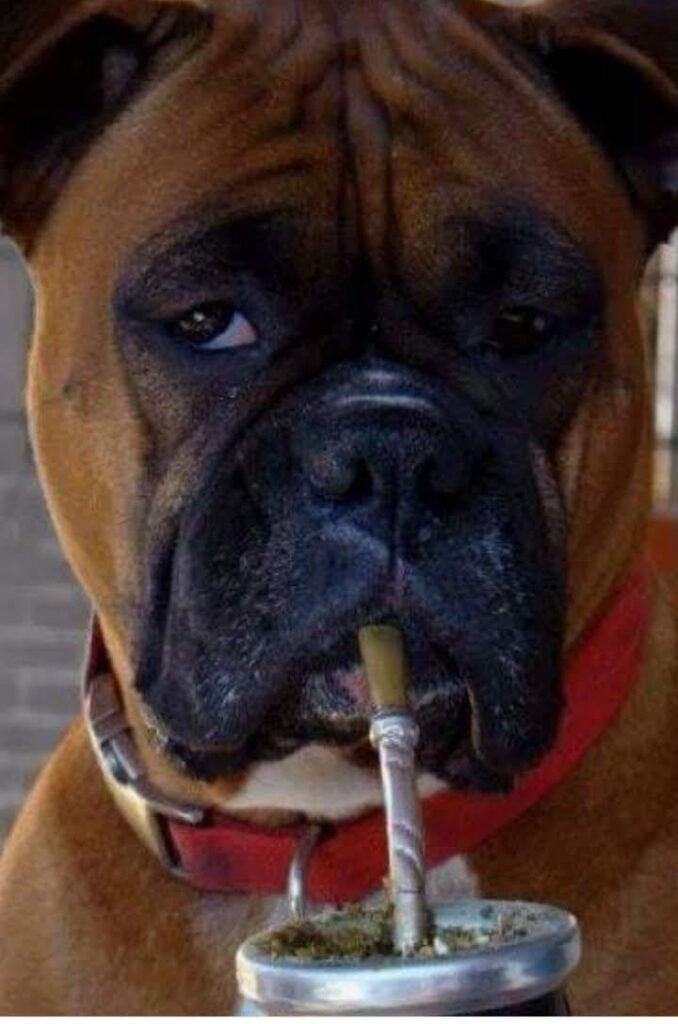 Perro tomando mate